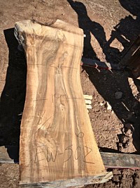 English Walnut